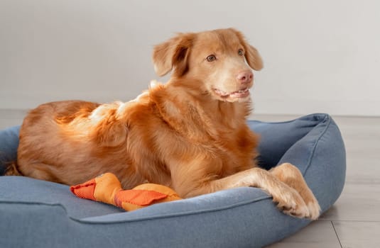 Orange Toy Duck Lies With Toller Dog In Blue Bed, A Nova Scotia Duck Tolling Retriever