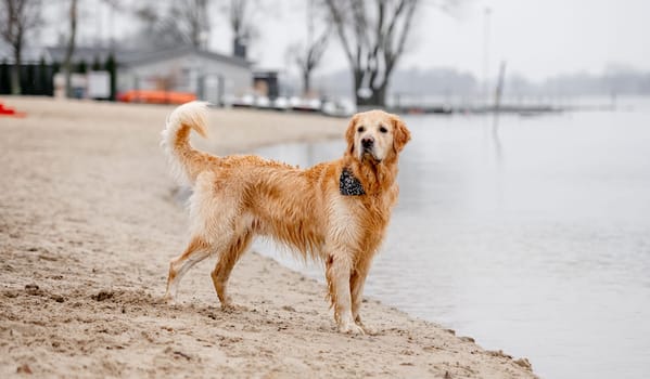 Golden Retriever With A Scarf Around Its Neck Stands In Water Near The Shore, A True Water-Loving Dog