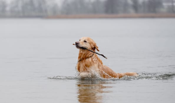 Golden Retriever Swims Out Of River Onto Shore With Stick In Mouth In Spring