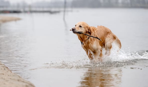 Cheerful Golden Retriever Runs Through Water Along River Bank, Splashing In Autumn