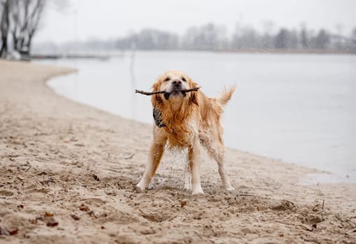 Golden Retriever Shakes Off Water On Lake Shore After Dog Swimming