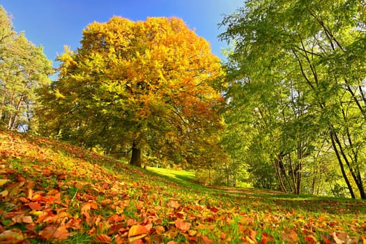 Beautiful colourful autumn landscape in the Czech Republic. Colorful trees in nature in autumn season. Seasonal concept for outdoor activities.