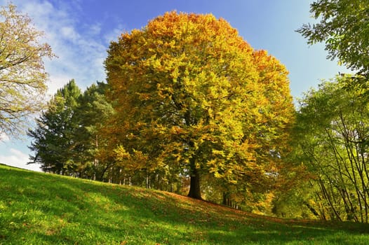 Autumn background with colorful trees. Nature with landscape. Seasonal concept for fall.