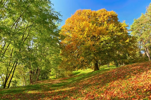 Autumn background with colorful trees. Nature with landscape. Seasonal concept for fall.