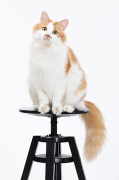 A fluffy orange and white cat sitting elegantly on a black stool, showcasing its playful personality.