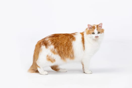 This cute and adorable orange and white cat strikes a charming pose elegantly against a clean, simple background