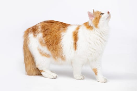 A curious gingerandwhite cat is looking upwards with a playful and cheerful demeanor, full of life