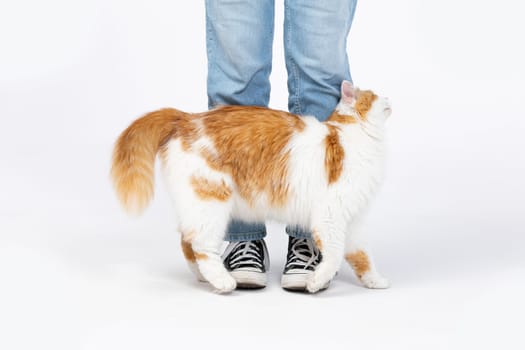 The cat playfully interacts with its owner, emphasizing the deep companionship shared in a casual indoor setting