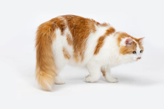 A beautiful gingercolored and white cat is joyfully exploring its surroundings with great curiosity and wonder