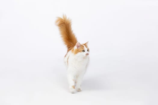 A charming ginger and white cat is curiously strolling around on a plain white background that is completely empty