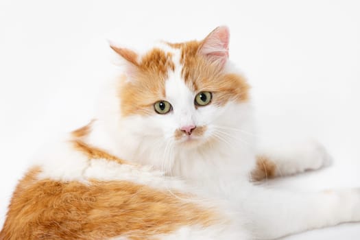 A delightful orange and white cat lounges warmly with curiosity and charm against a beautiful snowy backdrop