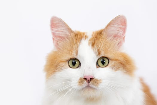 An adorable closeup image of a ginger and white cat, showcasing its incredibly expressive eyes and fluffy fur