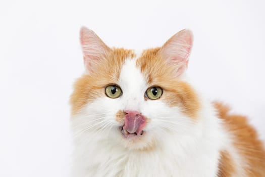 A cute orange and white cat is playfully sticking out its little tongue, which is perfect for all pet lovers