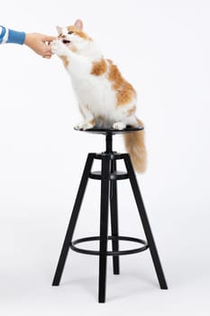 A fluffy cat sits on a bar stool, playfully reaching for a hand, showcasing a delightful bonding moment