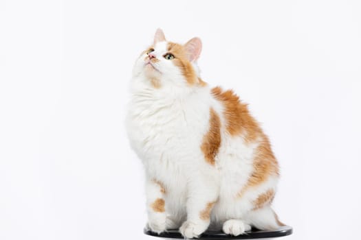 A fluffy ginger and white cat is looking up curiously, showcasing its playful personality and charming nature
