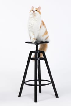 A charming cat is elegantly sitting on a stylish black bar stool, beautifully posed against a minimalist backdrop