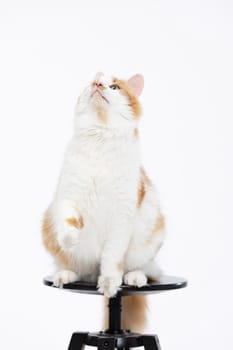 A playful and curious cat gazing upward while perched on a stylish black stool, featuring a clean white backdrop
