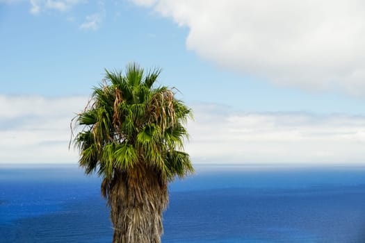 An old large palm tree against the backdrop of a blue ocean and white cloudss. High quality photo