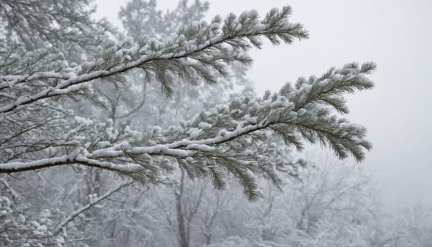 Frosted pine branches hang delicately, adorned with fresh snow, as the serene winter landscape fades into a soft blur, evoking peaceful calmness.