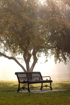 An empty park bench and a small tree in partial fog are backlit by the morning sun in Spokane, Washington.