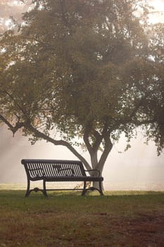 An empty park bench and a small tree in partial fog are backlit by the morning sun in Spokane, Washington.