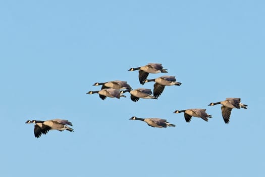 A flock of canadian geese fly in formation on a bright and sunny day in eastern Washington.
