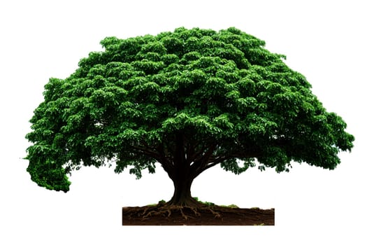 A large, lush tree with a broad canopy and sprawling branches on a grassy ground. High quality illustration