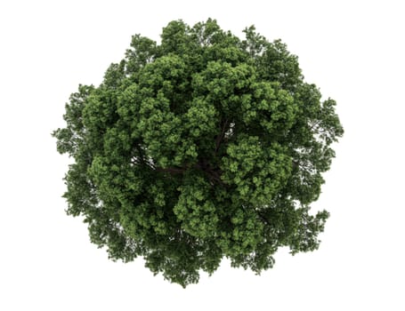 Top view single large woodland trees on transparent white backgrounds..