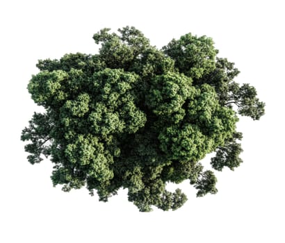 Top view single large woodland trees on transparent white backgrounds..