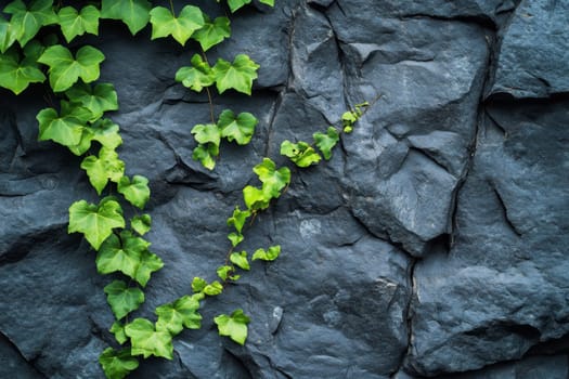 Ivy growing on dark grey cliffs. ai generative..