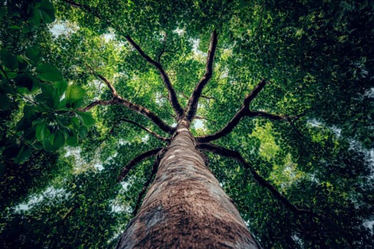 a dense canopy of trees in a lush green forest. High quality illustration