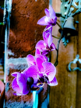 A bunch of purple orchids are hanging from a wall. The flowers are in full bloom and are very pretty