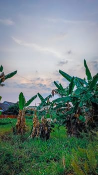 Lush green banana plantation under a serene blue sky. Rustic houses and a fence create a picturesque countryside scene. Perfect for agricultural and rural landscape themes.