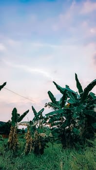 Lush green banana plantation under a serene blue sky. Rustic houses and a fence create a picturesque countryside scene. Perfect for agricultural and rural landscape themes.