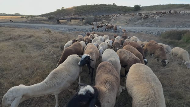 A herd of sheep walks near the camera at sunset in a rural pasture, moving closely together in a unified motion.