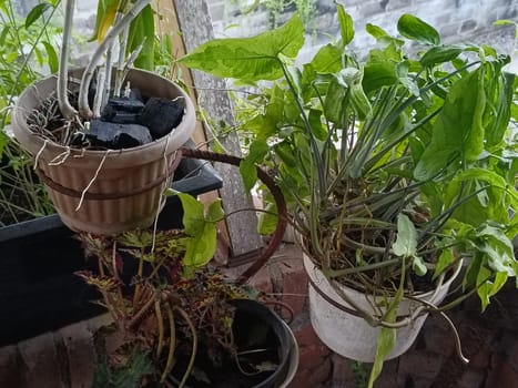 A plant is growing in a pot with a black object in the background. The plant is green and has leaves