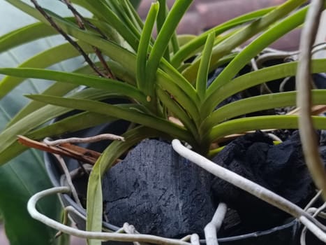 A plant is growing in a pot with a black object in the background. The plant is green and has leaves