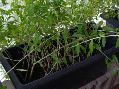 A plant in a pot with brown soil and green leaves. The plant is growing and has a lot of leaves