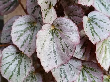A closeup view of beautiful begonia leaves showcasing their pink and green hues. These leaves exhibit a striking pattern and texture, making them ideal for botanical and nature themes.