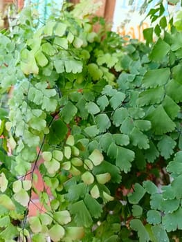 The background image that is green, the colors of the autumn leaves are perfect, suitable for seasonal use. Green plant gives a calm feeling to the owner.