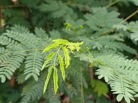A detailed close-up of vibrant green fern leaves, showcasing their delicate texture and fresh growth in a natural setting. Perfect for themes of nature, growth, and tranquility.