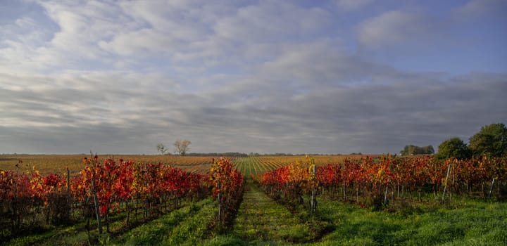 Autumn landscape around Bordeaux vineyards, Bordeaux Vineyard at sunrise in autumn, Entre deux mers, Langoiran, Gironde. High quality photo
