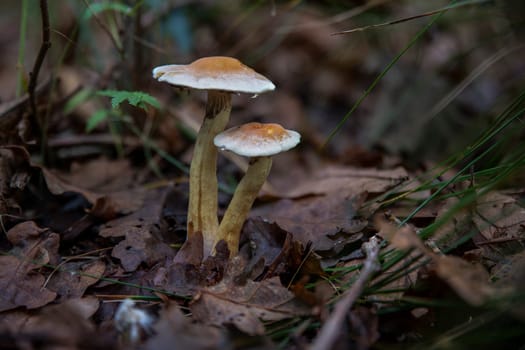 Two mushrooms Hypholoma fasciculare emerging from the forest floor, surrounded by fallen leaves and greenery. Captures the natural beauty and simplicity of woodland environments