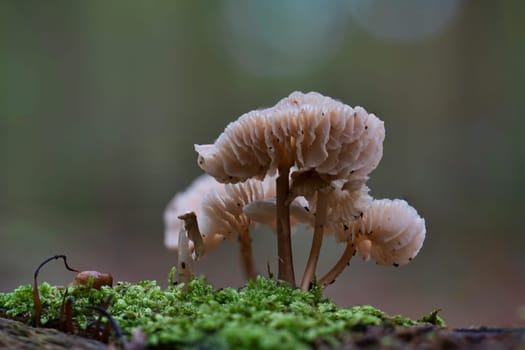 serene close-up image of wild mushrooms mycena galericulata thriving on a mossy forest floor, capturing the essence of nature's beauty and tranquility in a woodland setting.