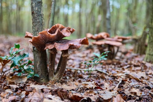 Detailed view of wild mushrooms armillaria, growing on a tree trunk in a serene forest environment, surrounded by fallen autumn leaves and lush greener