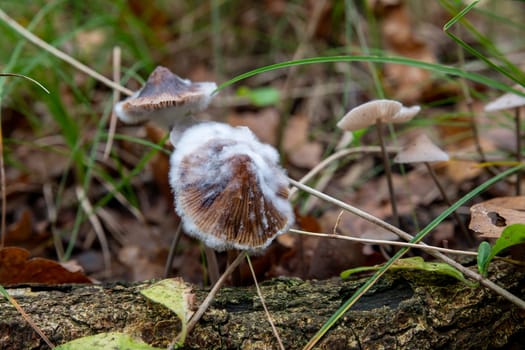 Macro shot of fuzzy moldy mushrooms growing in a lush forest environment. The image captures natural beauty, woodland life, and the intricate details of fung