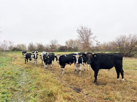 Herd of dairy cows in the middle of fields in the countryside in Lithuania. High quality photo