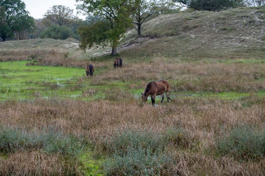 A group of wild horses peacefully graze in a lush meadow, surrounded by natural scenery. The tranquil scene captures the essence of untouched nature and wildlife harmony.