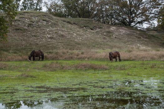 A group of wild horses peacefully graze in a lush meadow, surrounded by natural scenery. The tranquil scene captures the essence of untouched nature and wildlife harmony.