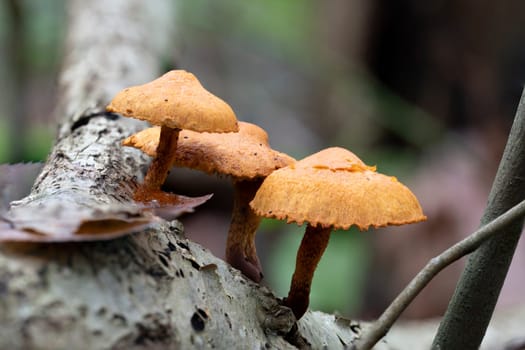 Detailed close-up image of orange mushrooms growing on a tree trunk in a natural forest setting, conveying the beauty and diversity of fungi.
